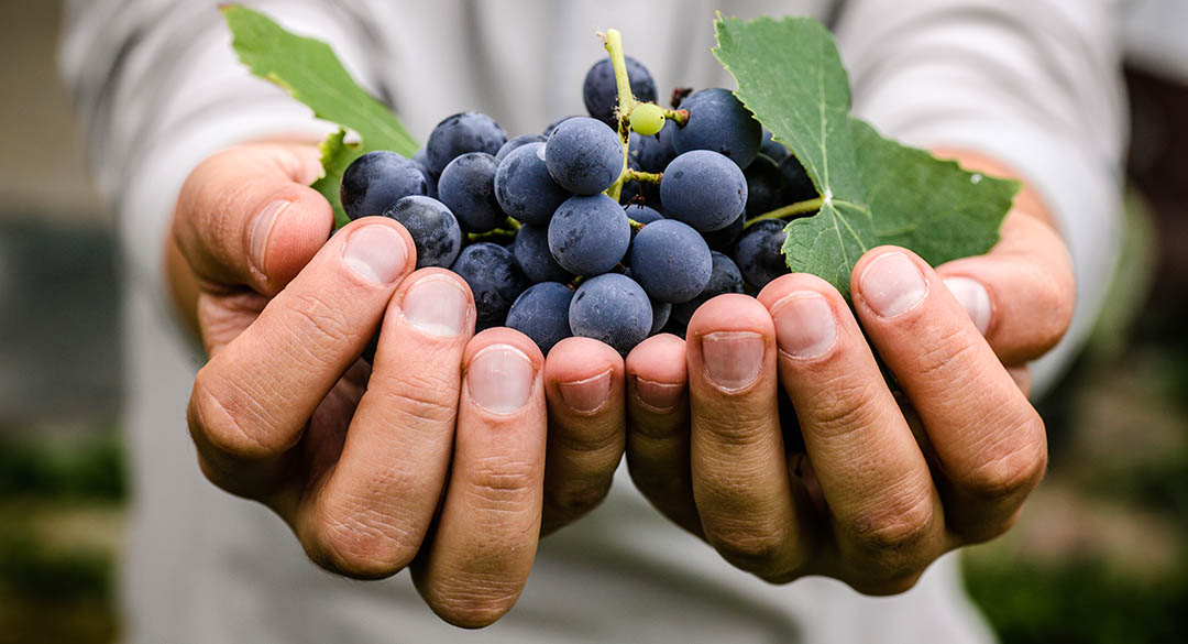 【食尚品酒族】